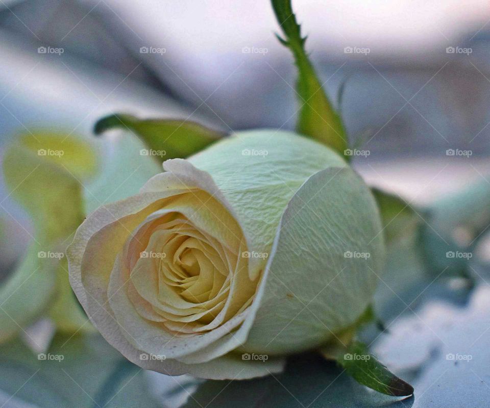rustic white rose
