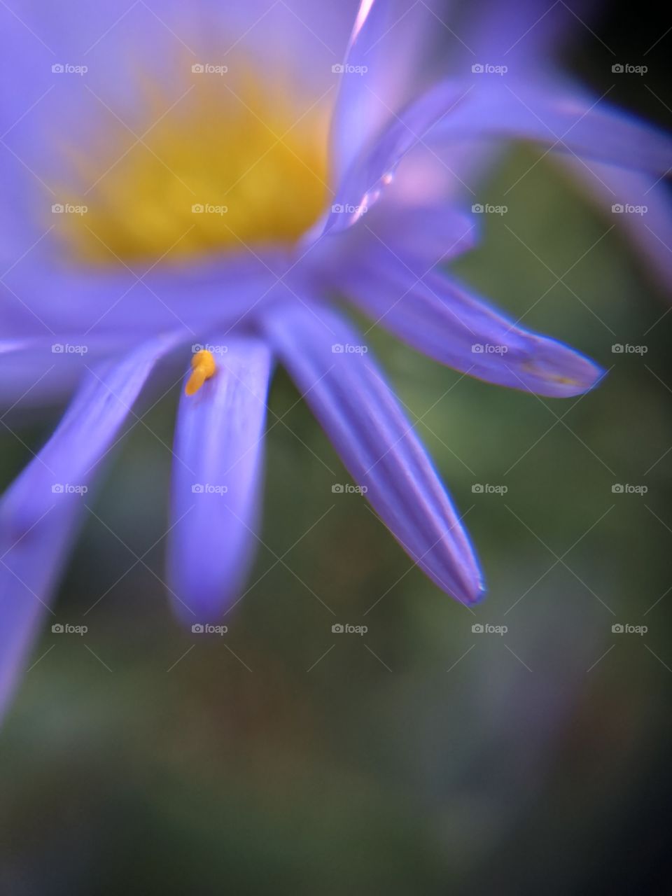 Pollen on a petal