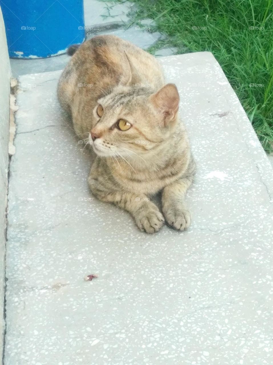 brown cat sitting on a wall watching here and there waiting for some food, brown eyes