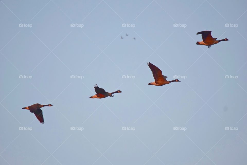 Flying Geese 