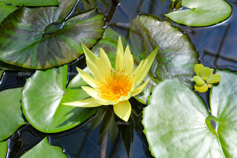 Yellow waterlily