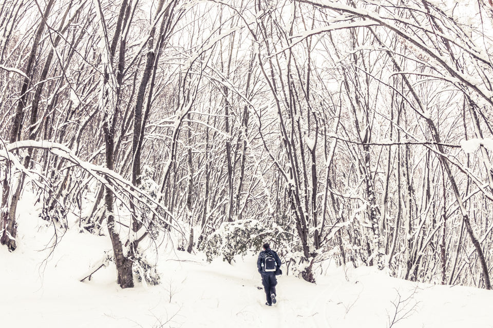 Snow, Winter, Wood, Cold, Tree