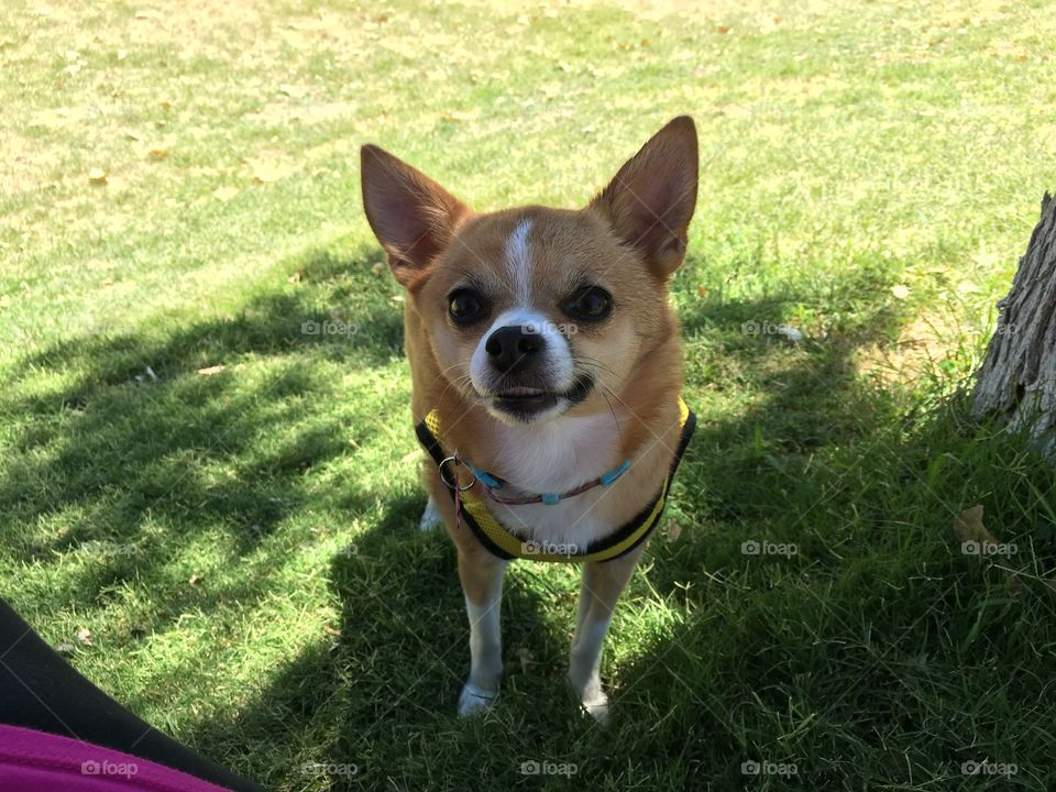 Mia LOVES the park!