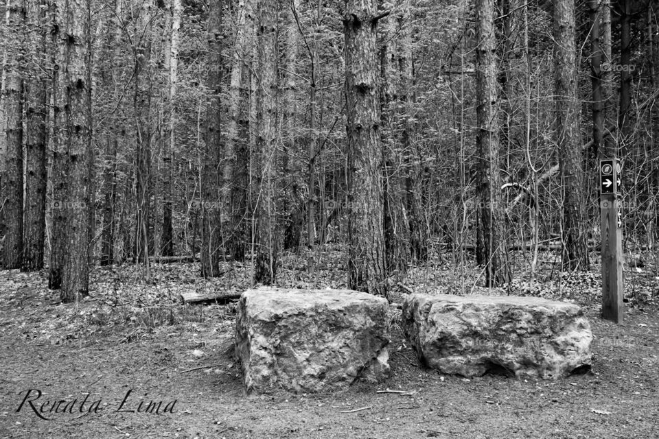 B&W Mature forest at Huron Natural Area 