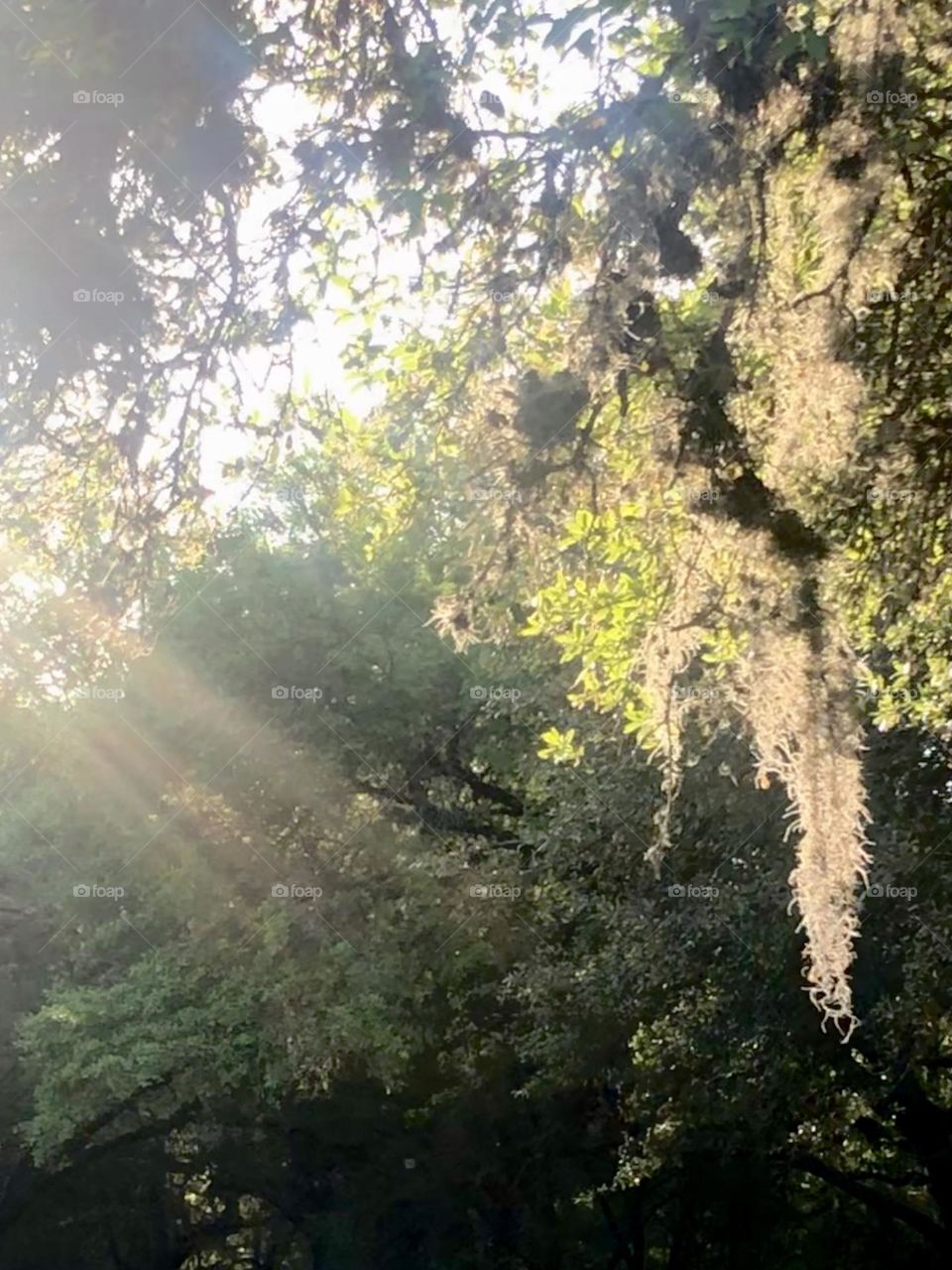 Evening light and Spanish moss…doesn’t get any better here on the ranch sometimes!