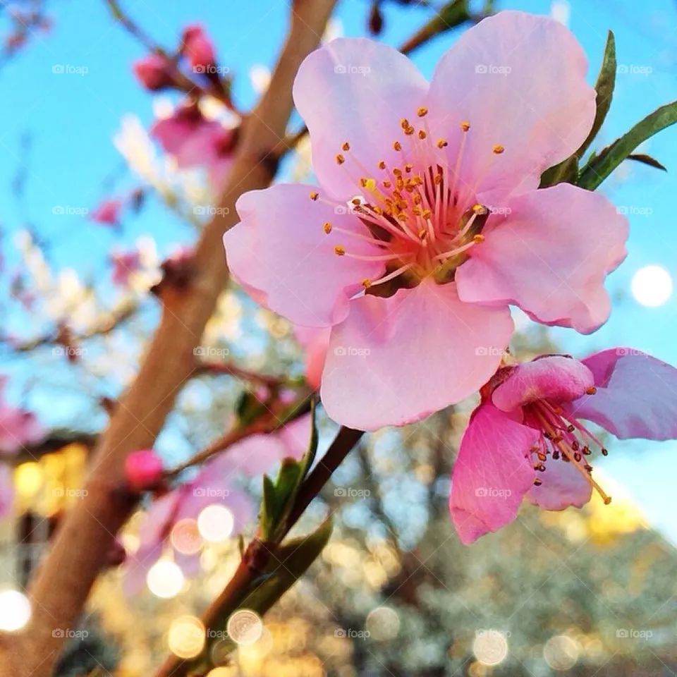 Blooming