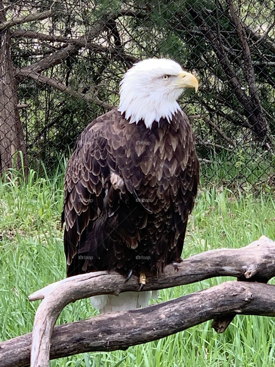Majestic bald eagle 