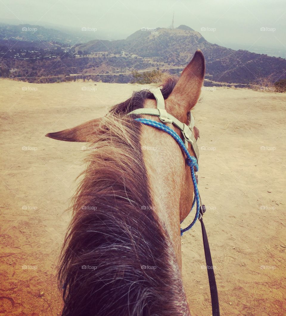 Horseback riding near the Hollywood sign 
