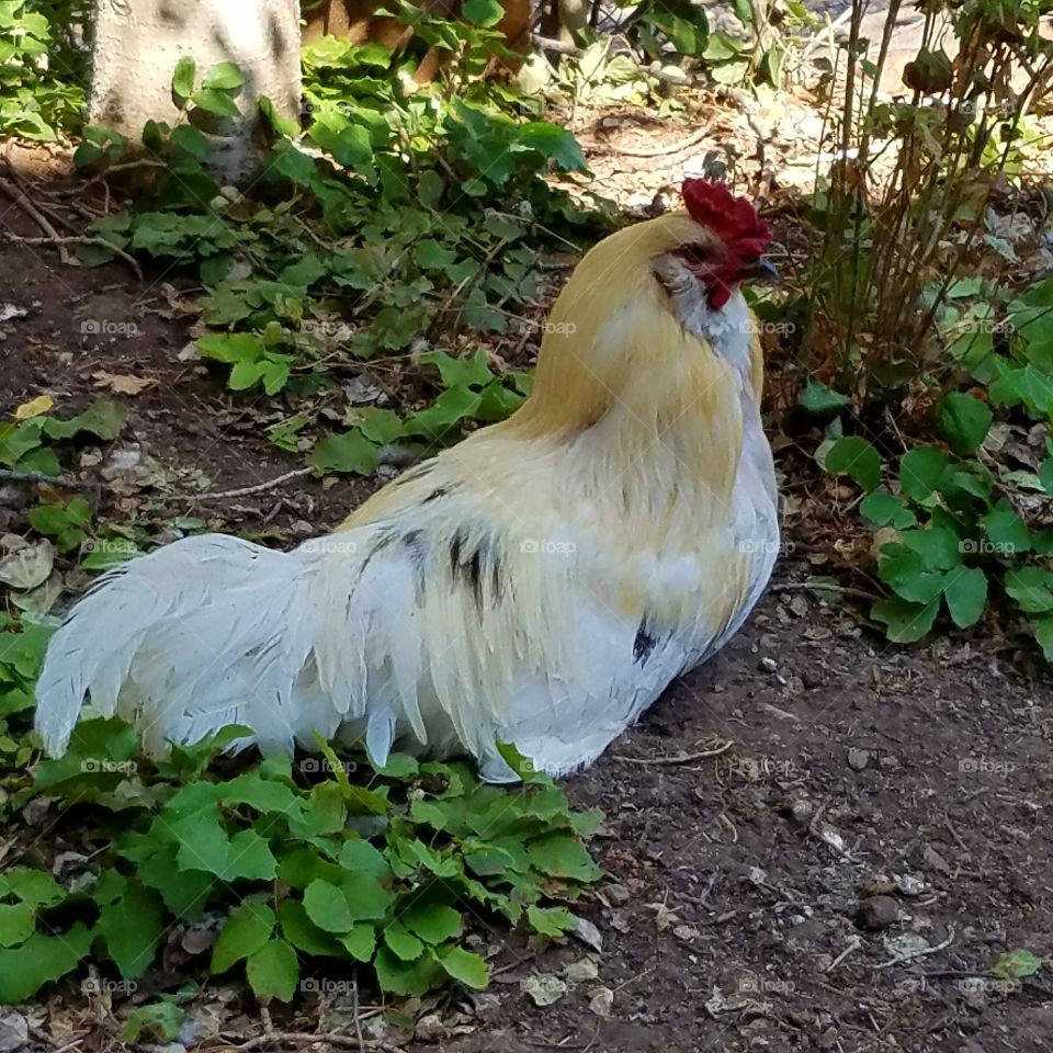 Regal Rooster