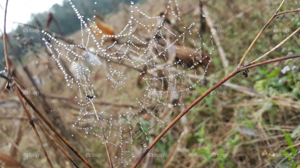cobweb
teia de aranha