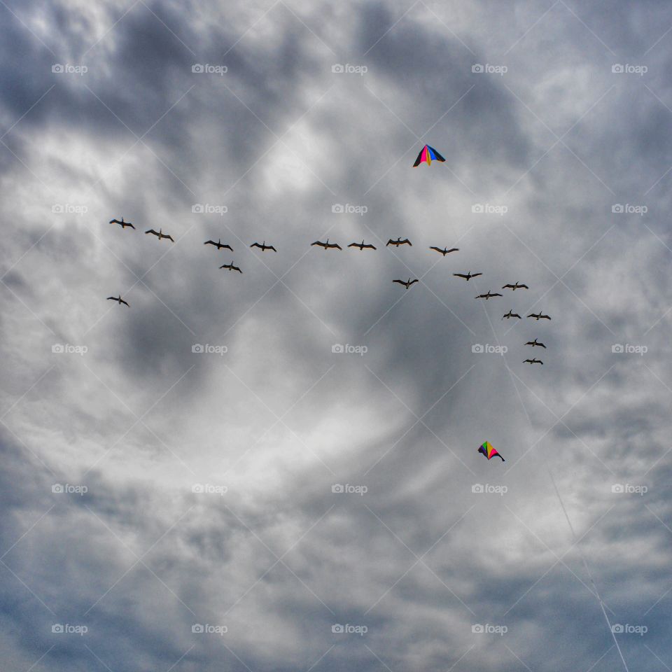 Low angle view of birds