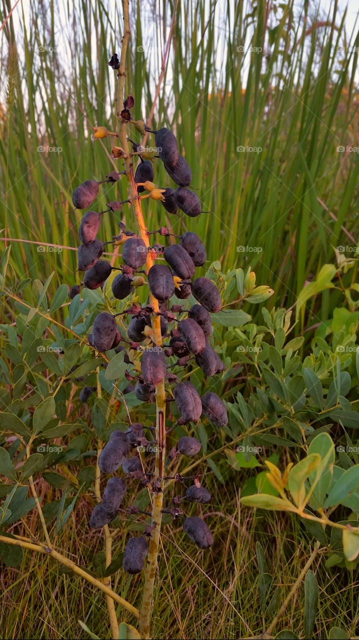 Late summer plants in golden late afternoon light