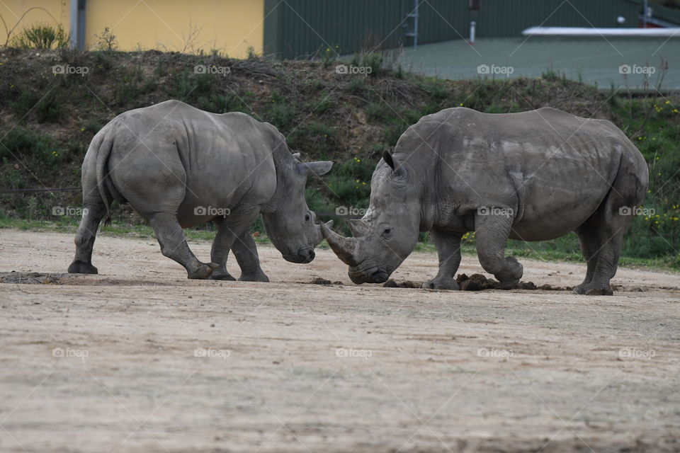 rhinos