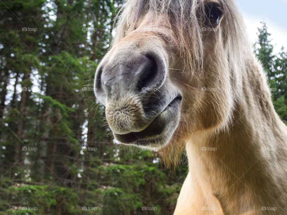 Close-up portrait of a horse