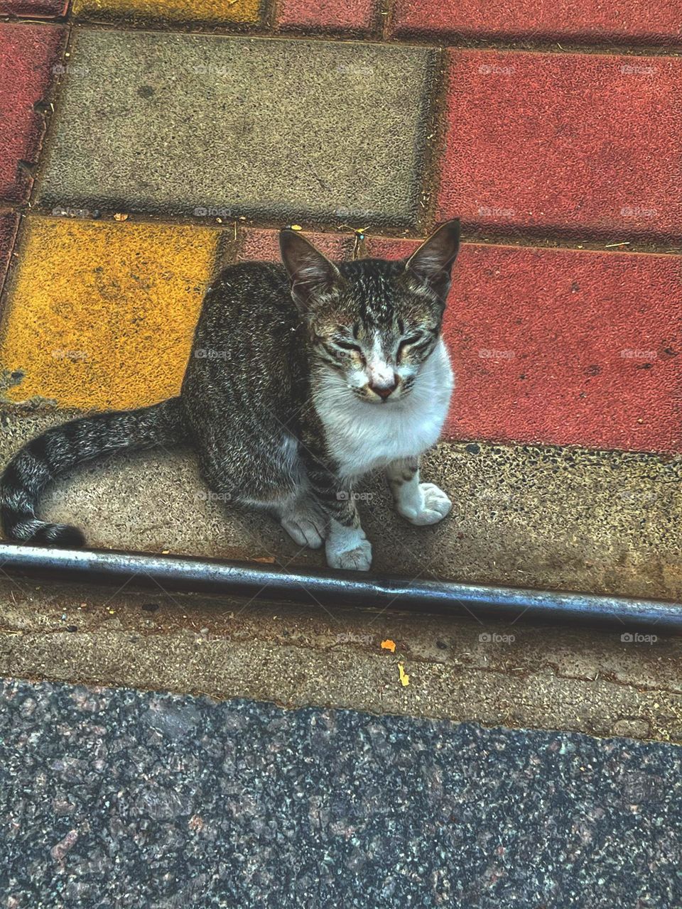 A kitten waiting at the entrance