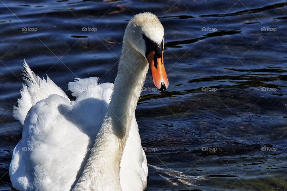 Swan close up