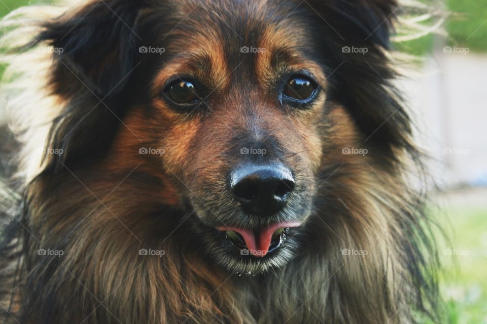 dog