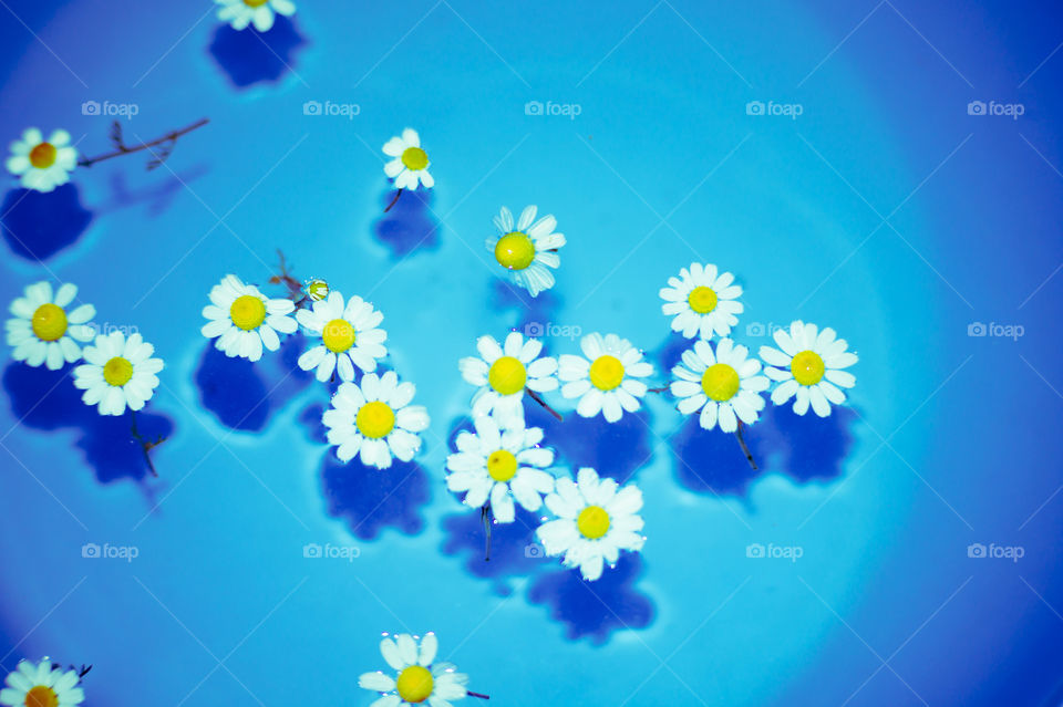 Close-up of small and beautiful daisies in a blue bowl with transparent water and shadow at the bottom of the bowl.