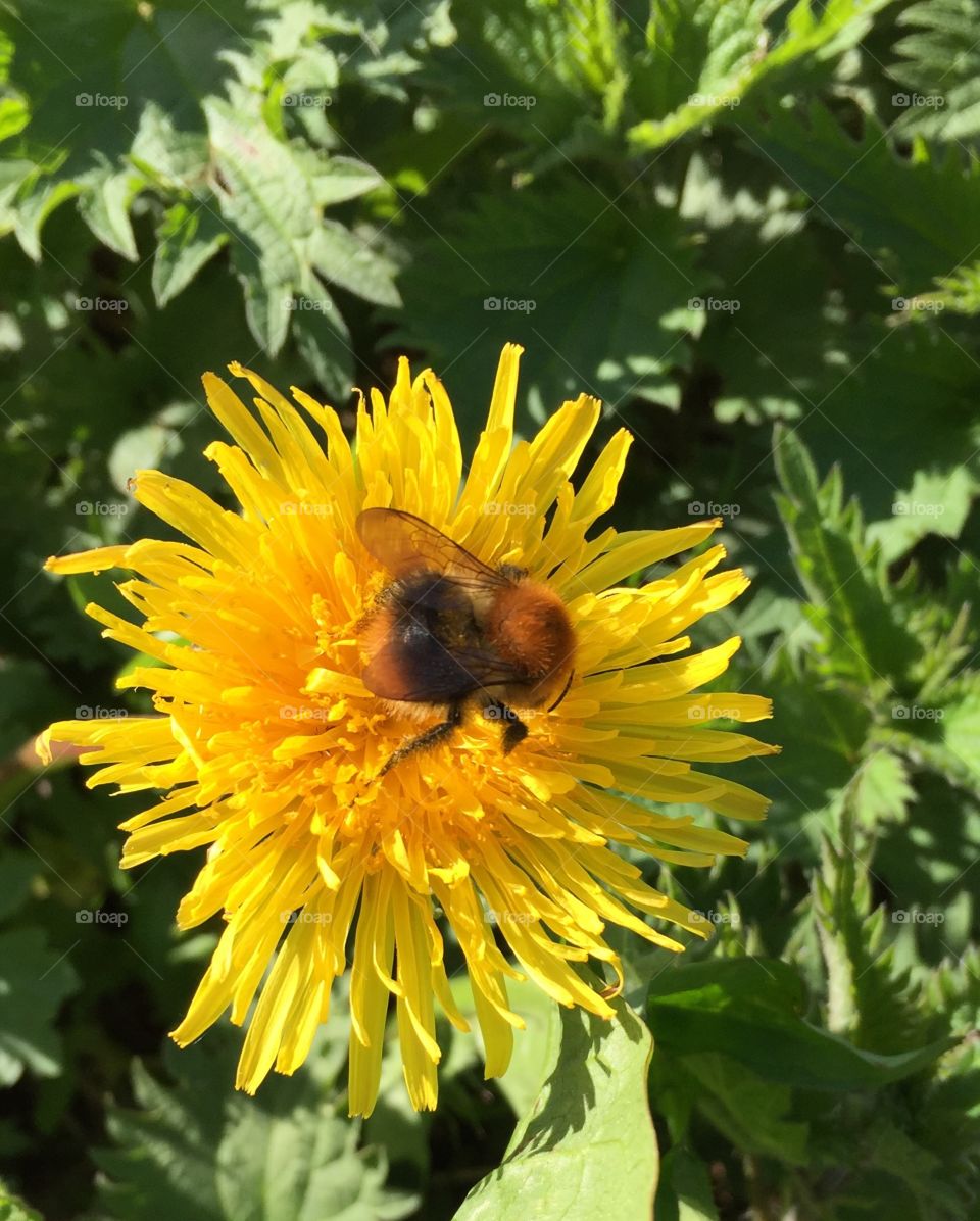 Humblebee drinking nectar