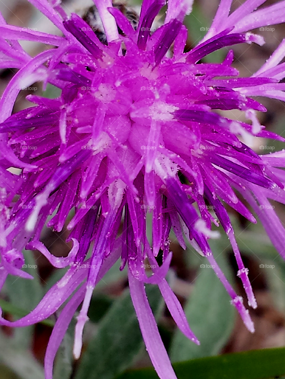 Macro of Purple Flower