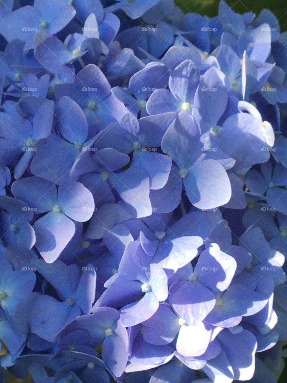 Many little blue flowers compose hydrangeas blooming 