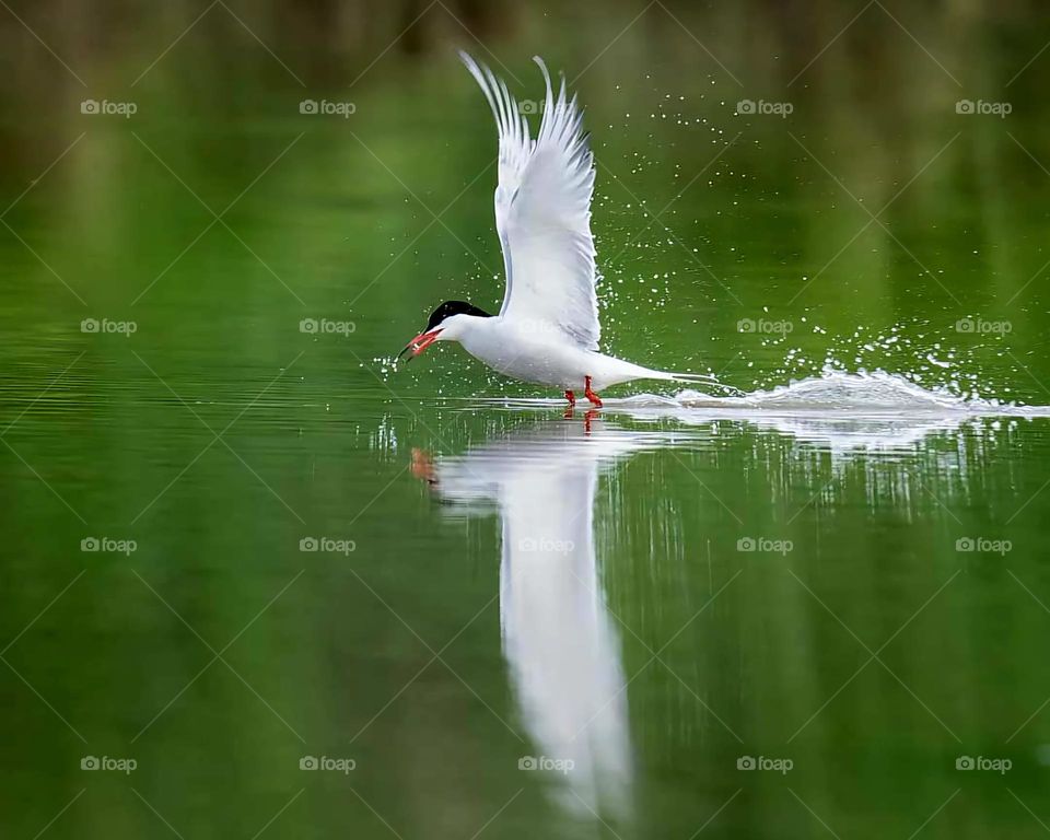 Close up on a Common Tern and its water reflection picking a fish in Sarzeau's pond