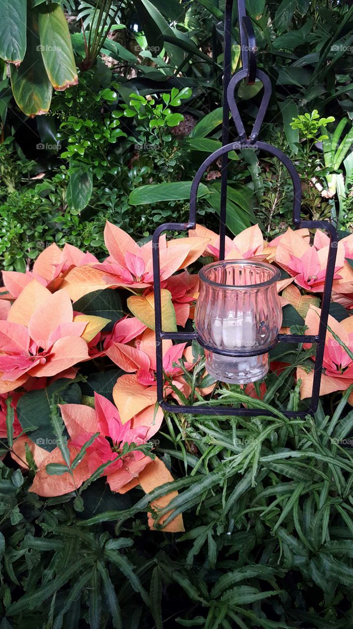 Poinsettias in pink brighten up a garden display.