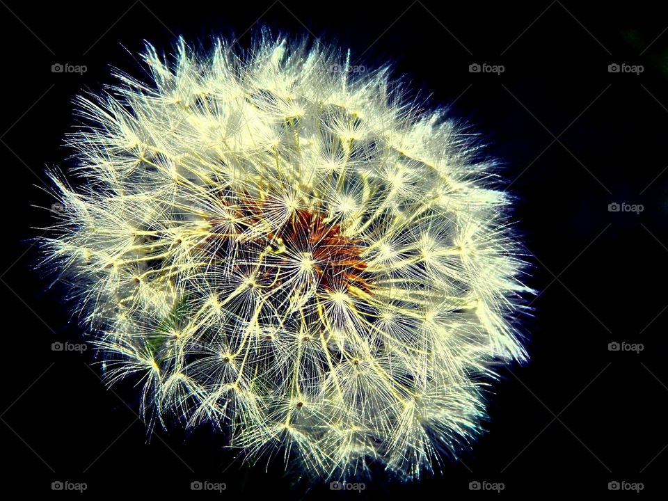 dandelion / wish