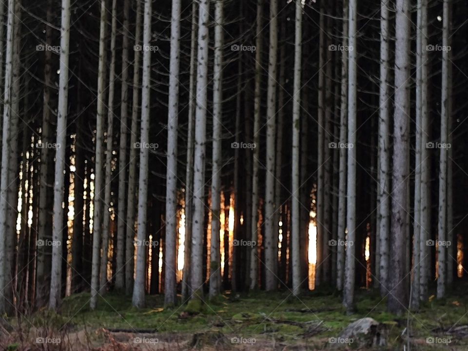 Magic Forest in the sunset 🌆