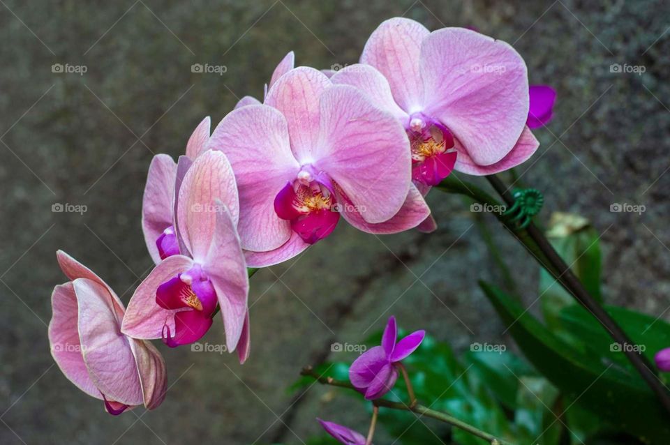 Pink Orchids