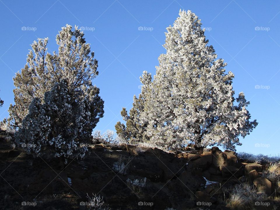 A magnificent frost covers juniper trees in Central Oregon on a beautiful sunny winter day. 