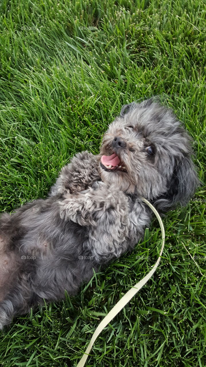 Black Dog lying in grass