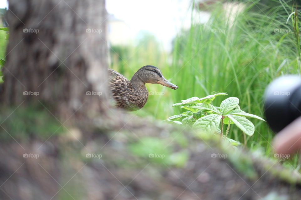 mallard