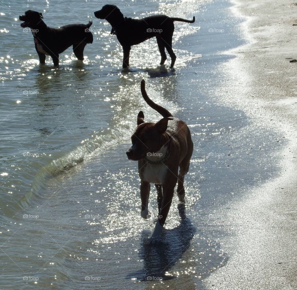 Dog beach 
