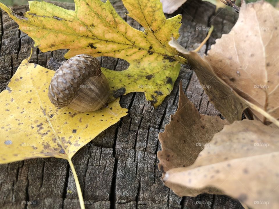 Acorn and fall leaves