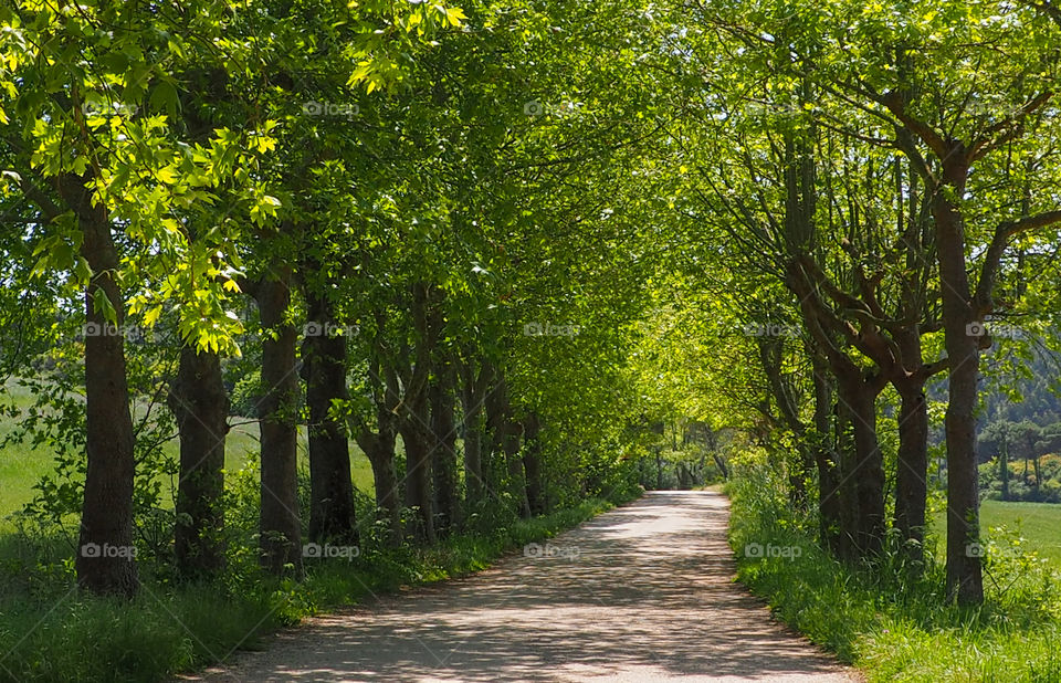 a beautiful road