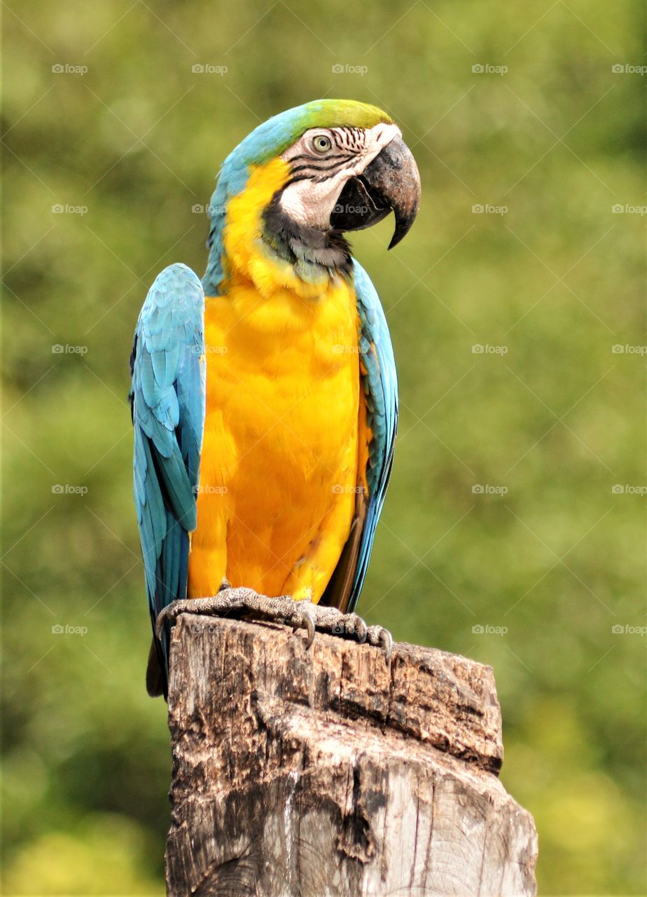 Macaw