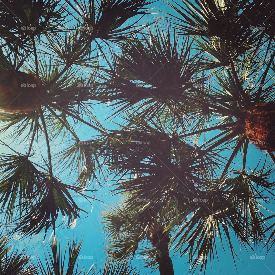 Palm sky