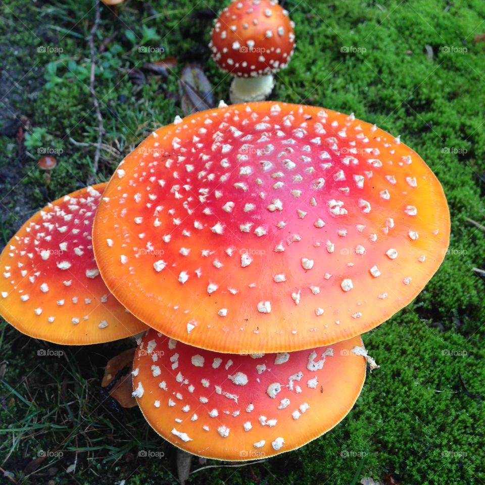 Group of large mushrooms
