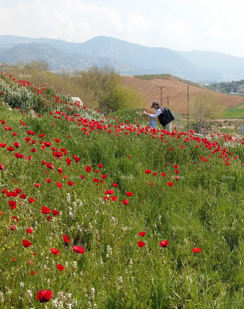 Took a photo for red corn poppy on the hill field. How beautiful and comfortable!