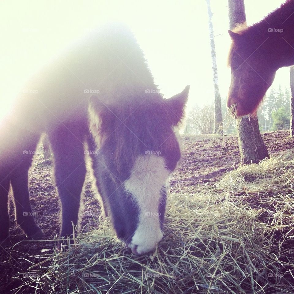 Foal