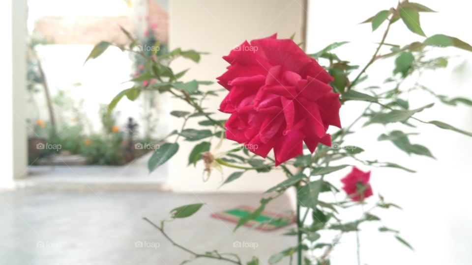 Rose ,red,indian,garden,kitchen,home,morning,flower,plant,nature