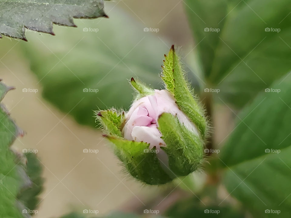 Closeup of a blackberry plant flower bud before bloom in early Spring with  fuzzy sepals.