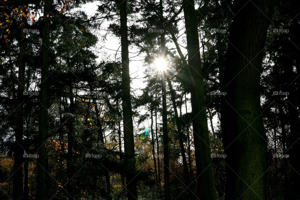 Sunshine in the forest