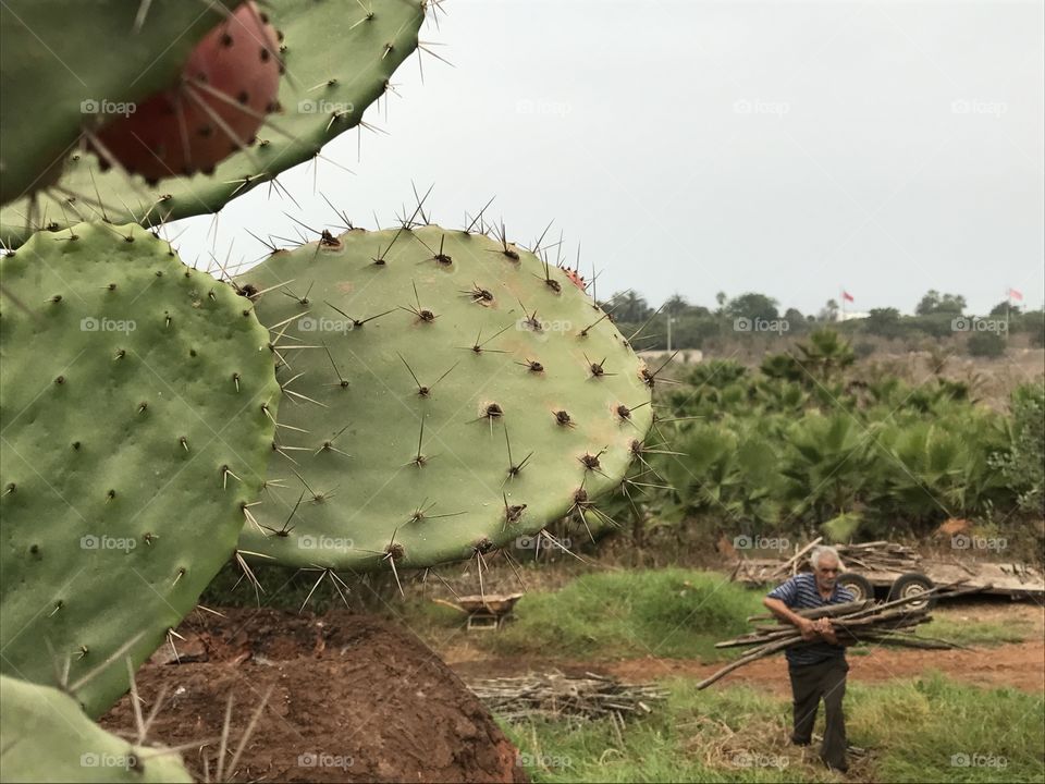 aloes hard working green nature desert cactus