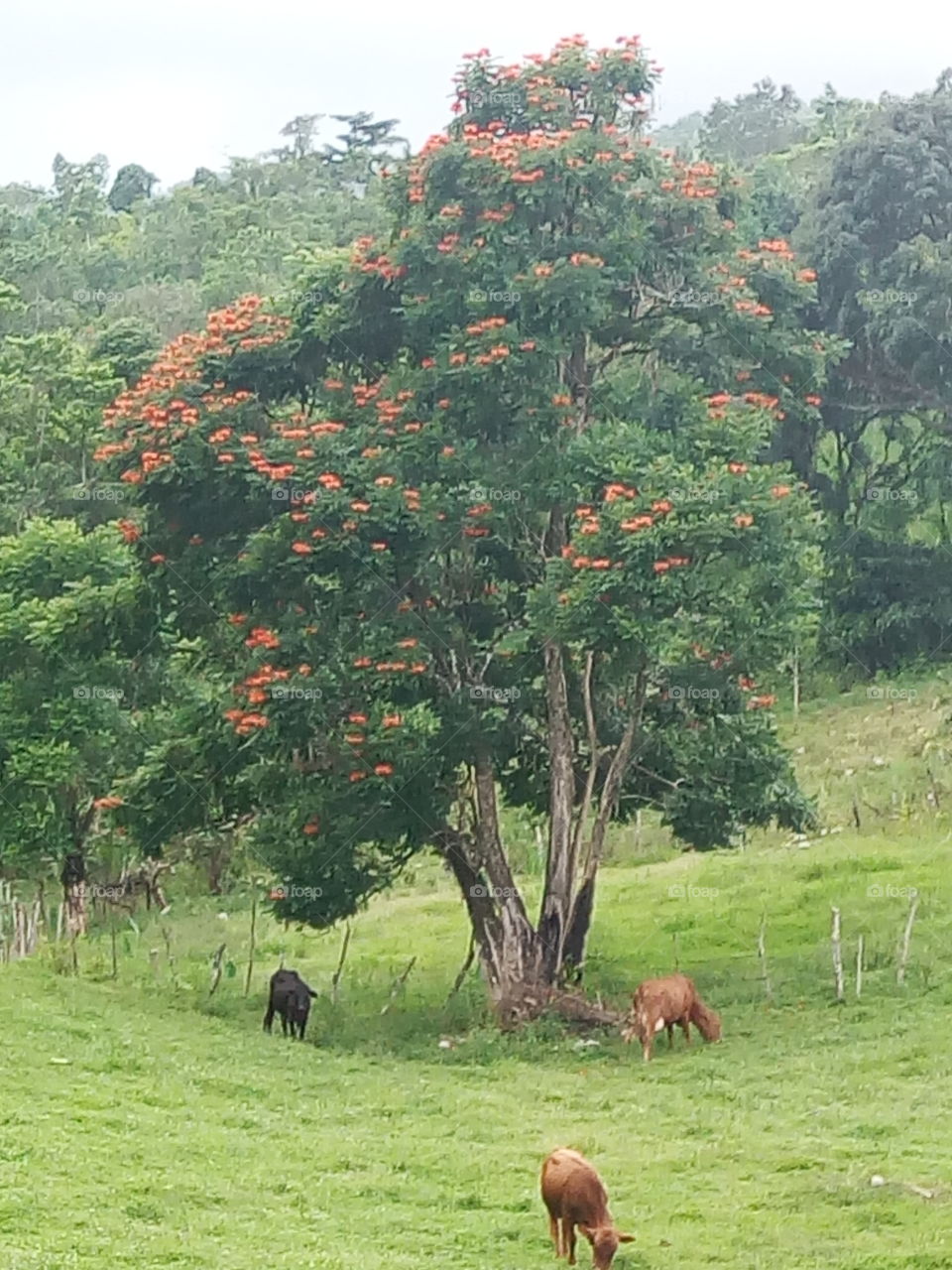cattle in pasture