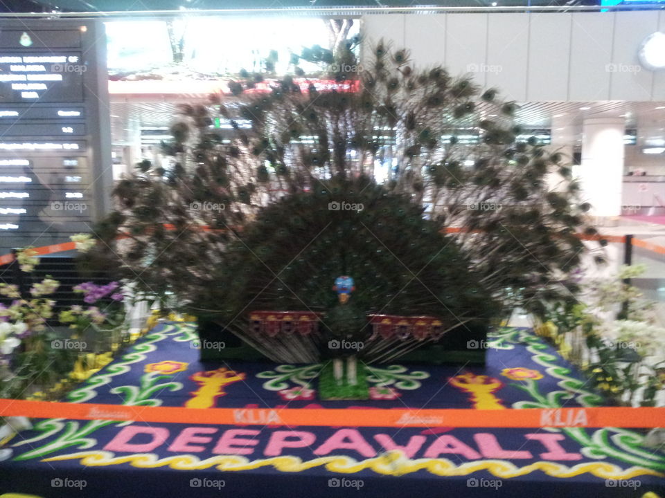 peacock. This is a big peacock at the airport.