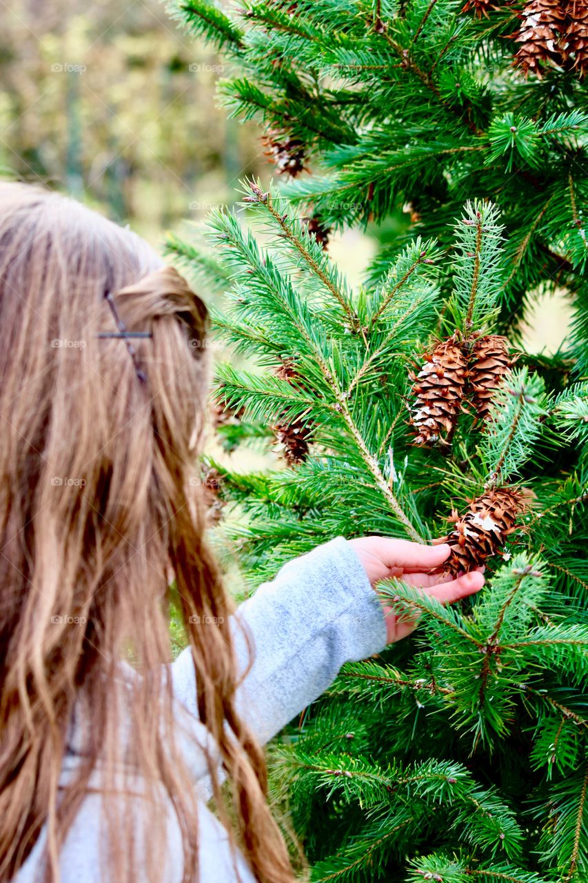 The Wonder of the Christmas Tree