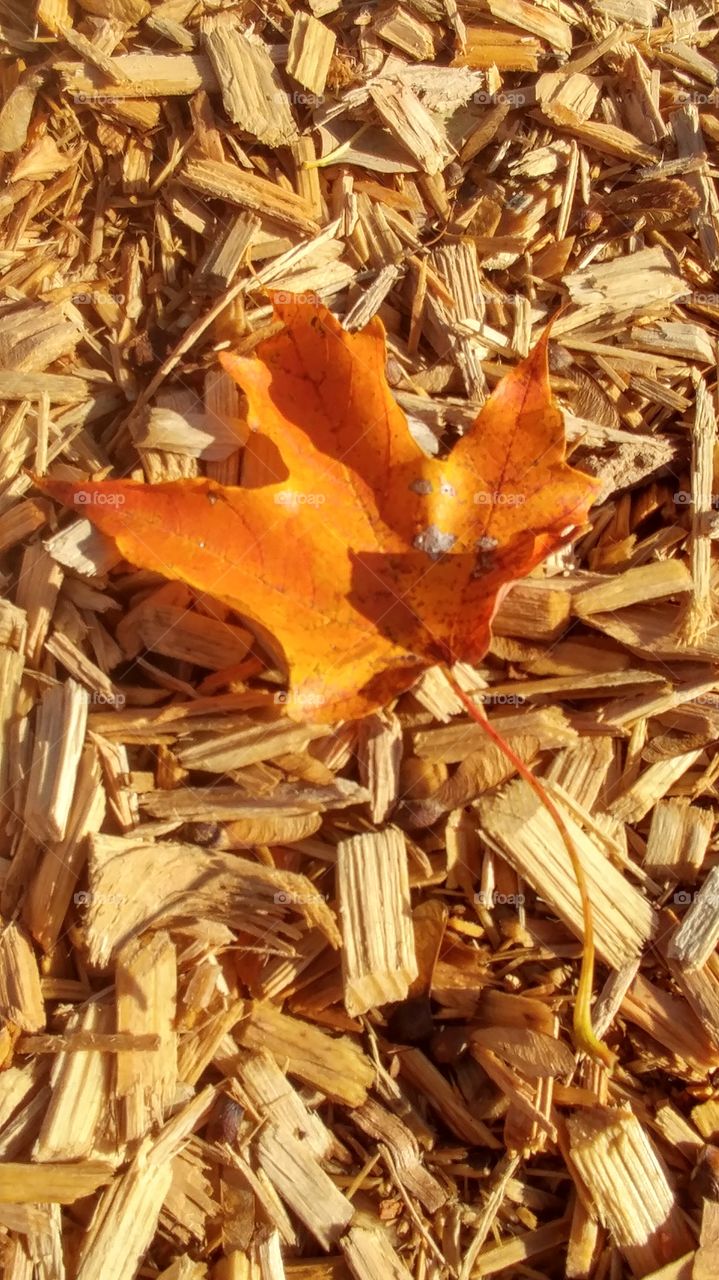 Autumn Maple Leaf