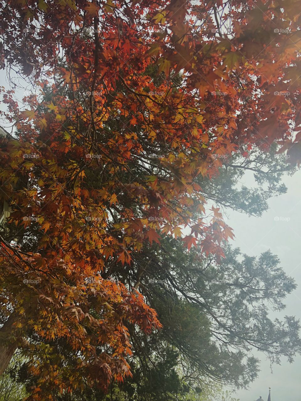 Variation of vivid and lively colored orange, yellow and red leaves during the transition into fall season. Image was taken in the city of New Rochelle, New York.